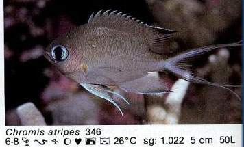 Chromis atripes